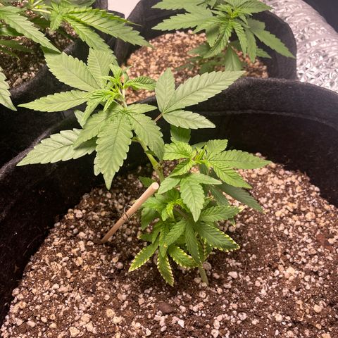 AG Fast Version #1 growlog timeline photo