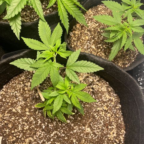 AG Fast Version #1 growlog timeline photo