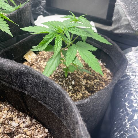 PK #1 growlog timeline photo