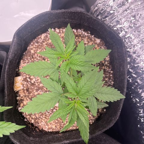 PK #1 growlog timeline photo