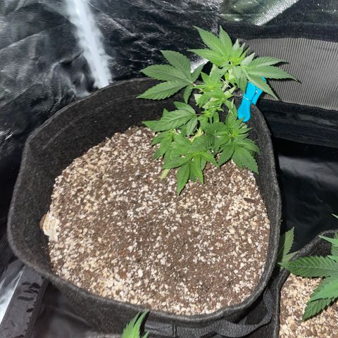 AG Fast Version #1 growlog timeline photo