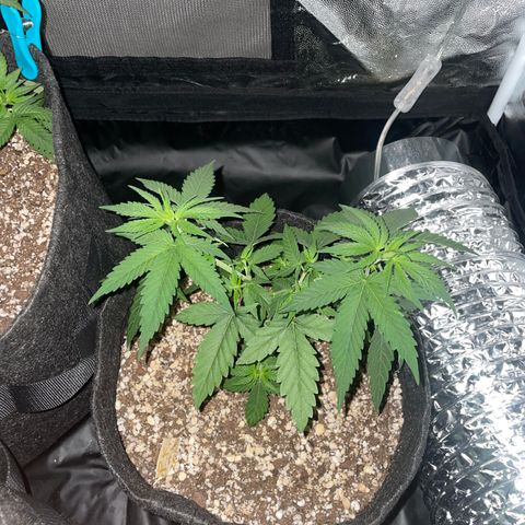 PK #1 growlog timeline photo