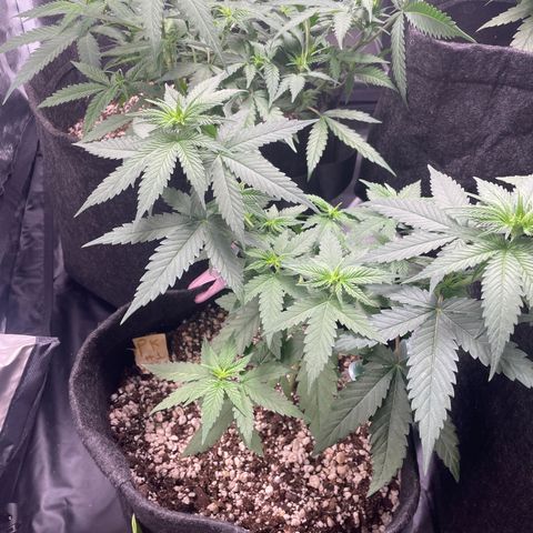PK #1 growlog timeline photo