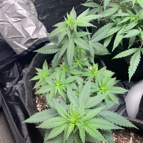 PK #1 growlog timeline photo