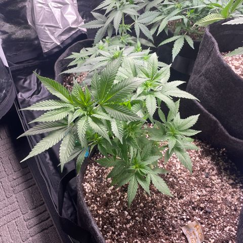 AG Fast Version #1 growlog timeline photo