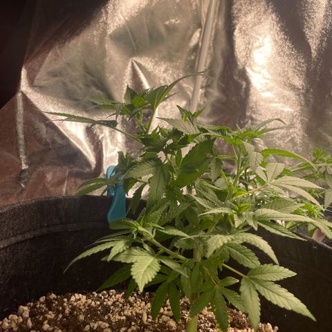 AG Fast Version #1 growlog timeline photo