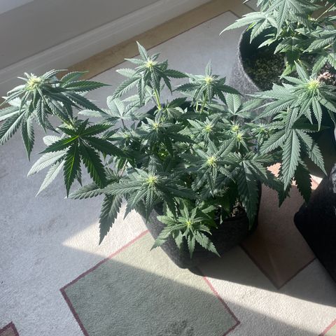 PK #1 growlog timeline photo