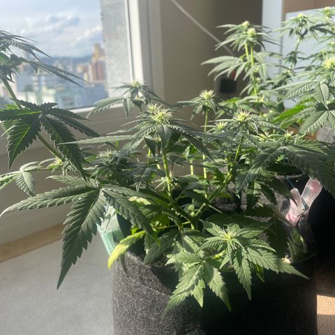 PK #1 growlog timeline photo