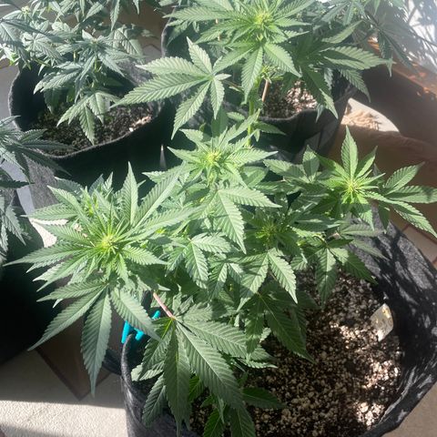 AG Fast Version #1 growlog timeline photo