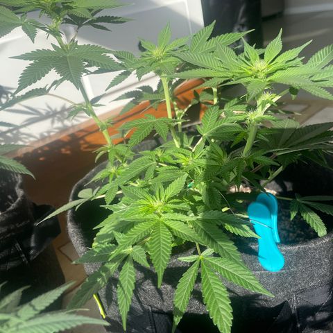 AG Fast Version #1 growlog timeline photo