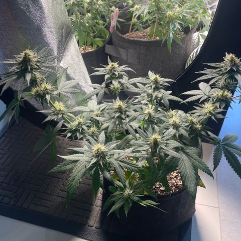 PK #1 growlog timeline photo