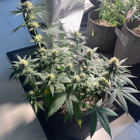 PK #1 growlog timeline photo