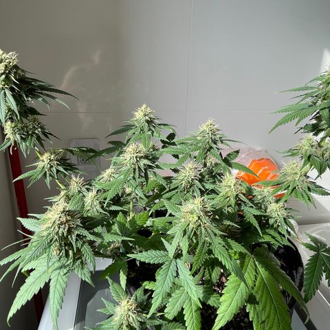 PK #1 growlog timeline photo