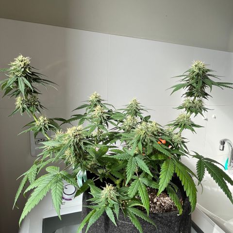 PK #1 growlog timeline photo