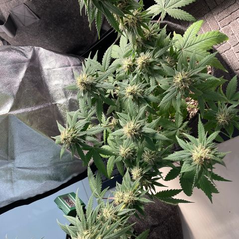 PK #1 growlog timeline photo