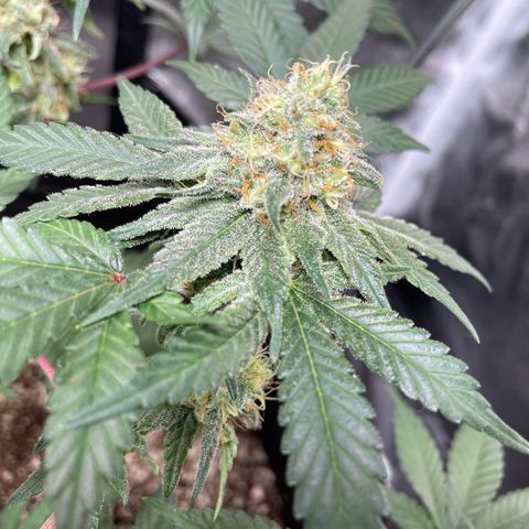 AG Fast Version #1 growlog timeline photo