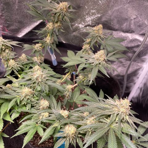 AG Fast Version #1 growlog timeline photo