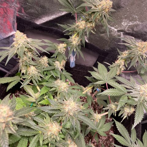 AG Fast Version #1 growlog timeline photo