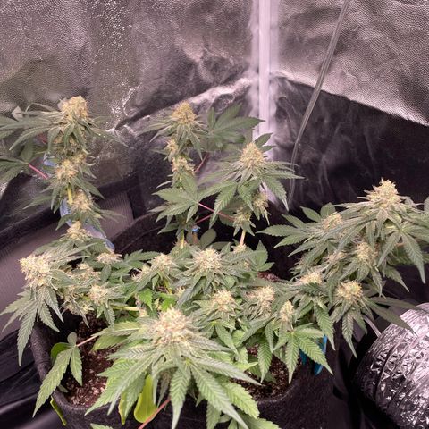 AG Fast Version #1 growlog timeline photo