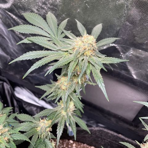 AG Fast Version #1 growlog timeline photo