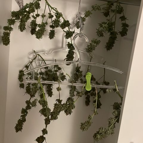 PK #1 growlog timeline photo