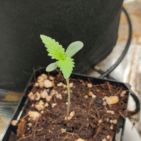 Battlecat growlog photo: battlecat, blue thai, tangie