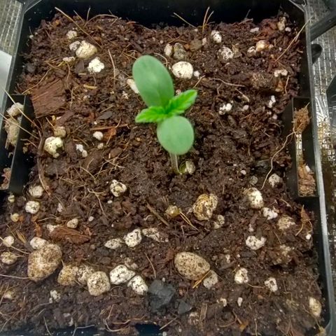 Battlecat growlog photo: battlecat, blue thai, tangie