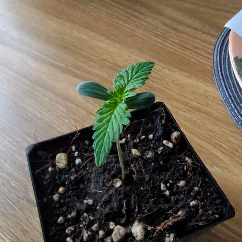 Battlecat growlog timeline photo