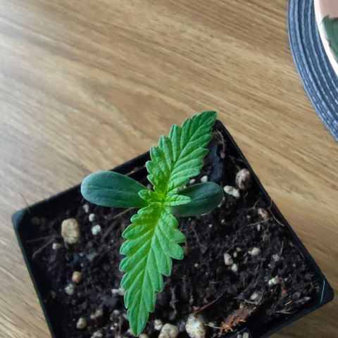 Battlecat growlog timeline photo