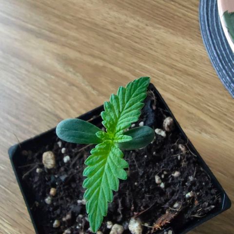 Battlecat growlog timeline photo