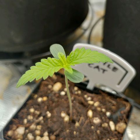 Battlecat growlog timeline photo