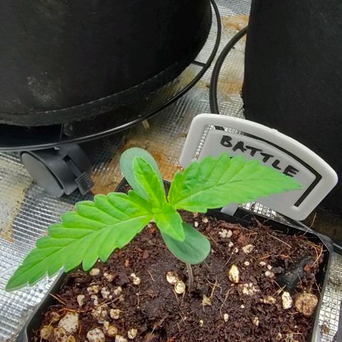 Battlecat growlog timeline photo