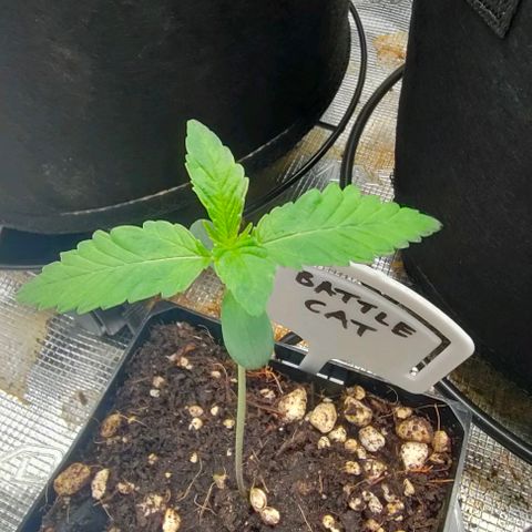 Battlecat growlog timeline photo