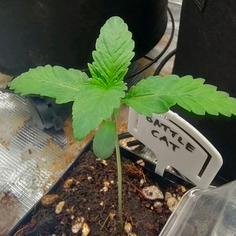 Battlecat growlog timeline photo