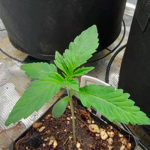 Battlecat growlog timeline photo