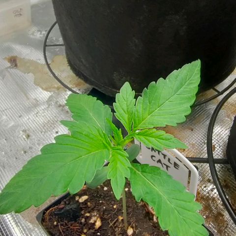 Battlecat growlog timeline photo