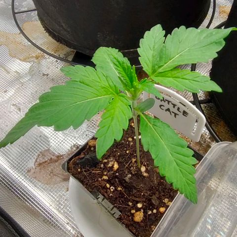 Battlecat growlog timeline photo