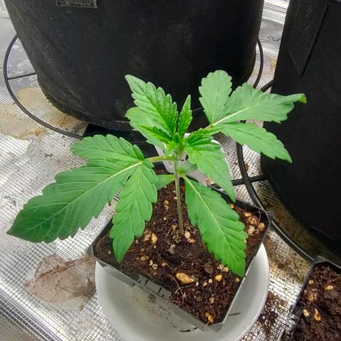 Battlecat growlog timeline photo
