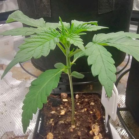 Battlecat growlog timeline photo