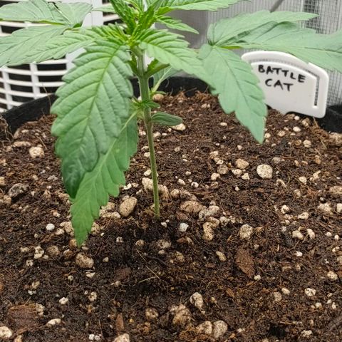 Battlecat growlog photo: Repotted from starter to 3 gallon bag.