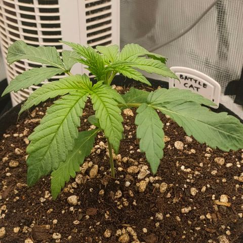 Battlecat growlog timeline photo