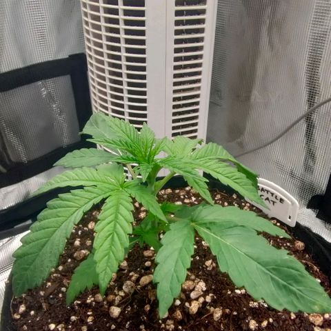 Battlecat growlog timeline photo