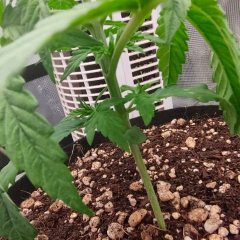 Battlecat growlog photo: Overwatered. Letting it dry out for 36 hrs before water and first feed.