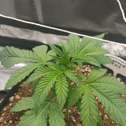 Battlecat growlog photo: 24 hrs from overwater.