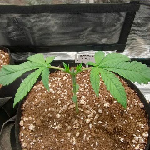 Battlecat growlog timeline photo