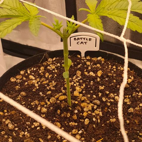 Battlecat growlog timeline photo