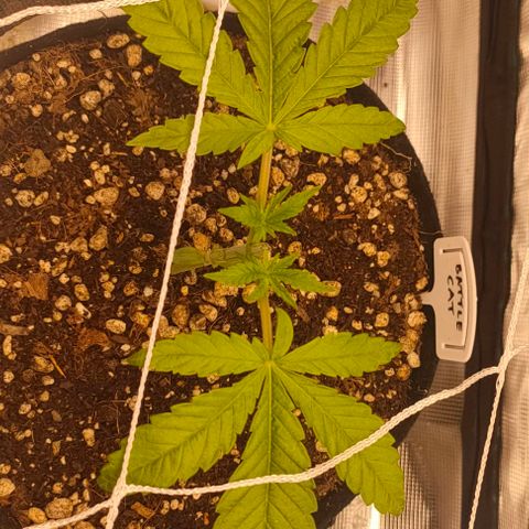 Battlecat growlog timeline photo