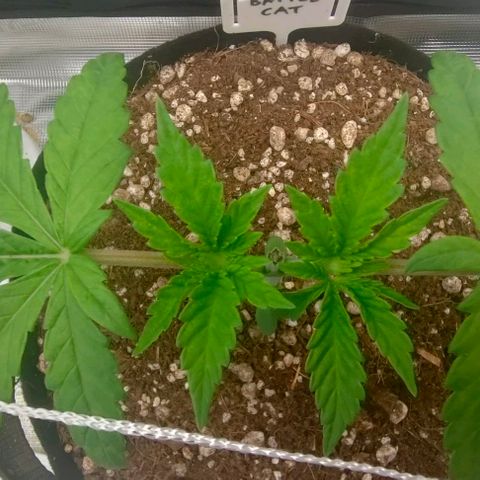 Battlecat growlog timeline photo
