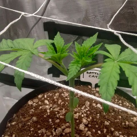 Battlecat growlog timeline photo