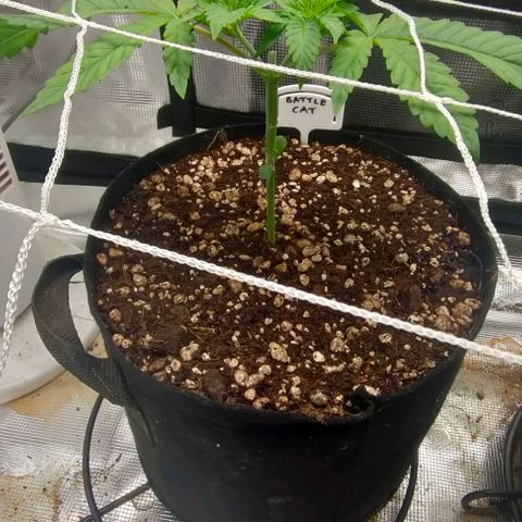 Battlecat growlog timeline photo